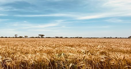 Fertile Lands of Brazil