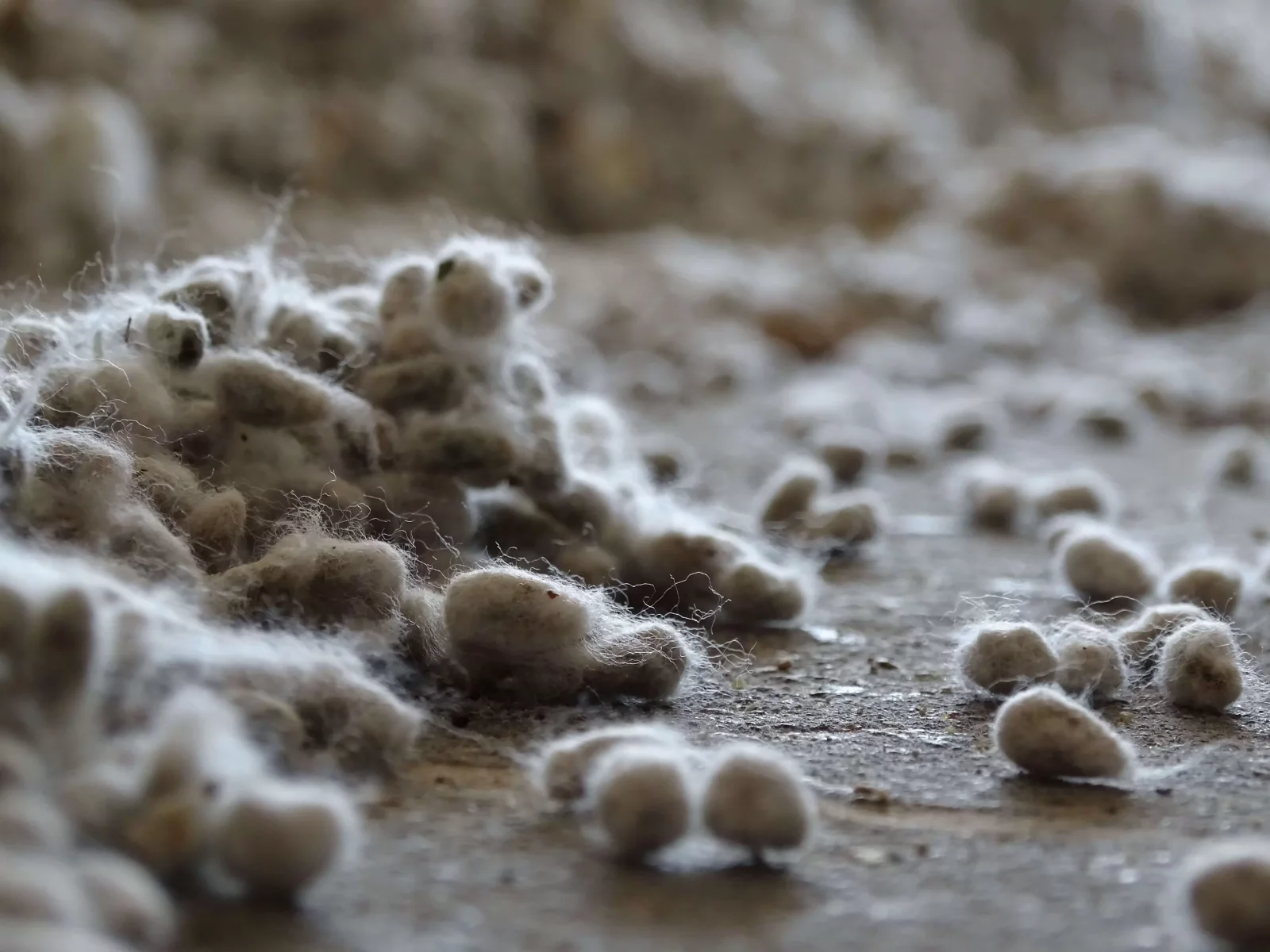 04. Cottonseed